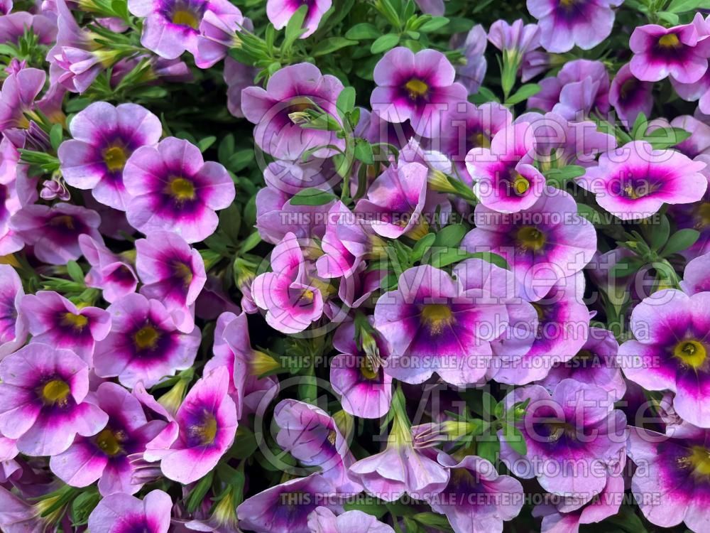 Calibrachoa Illusion (Calibrachoa petunia) 1