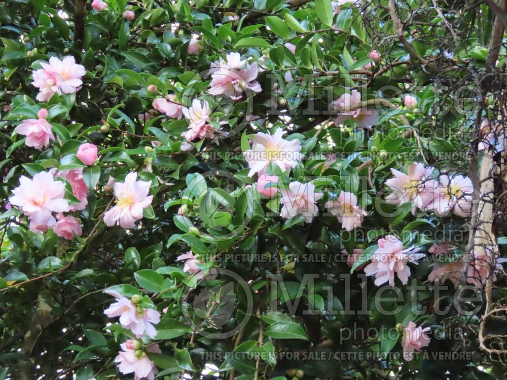 Camellia Showa Supreme (Camellia) 3
