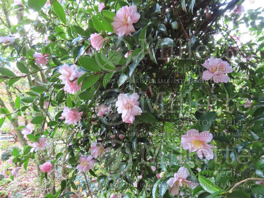 Camellia Shôwa Suprême (Camellia) 2