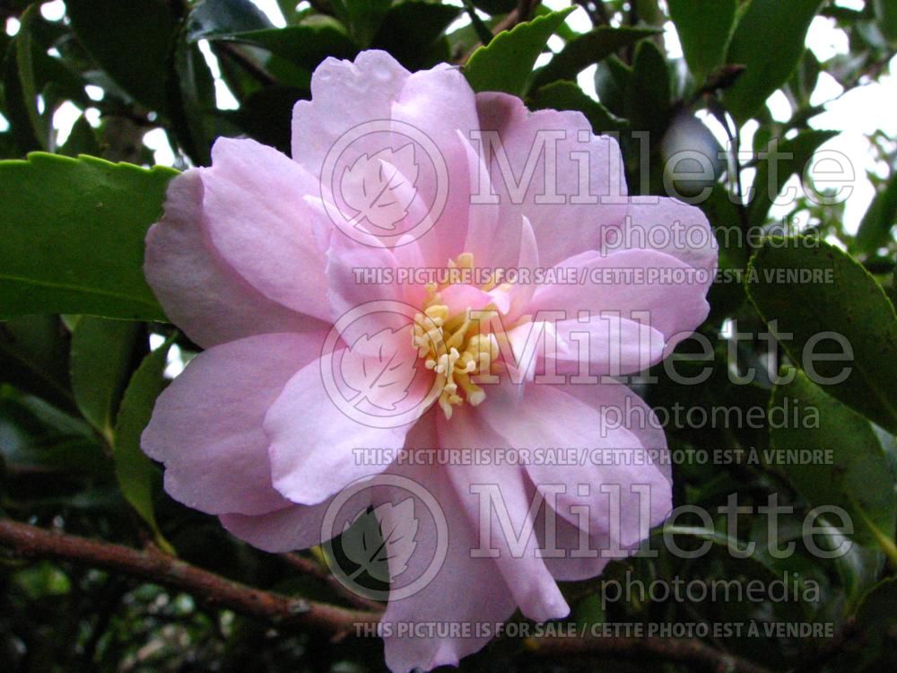 Camellia Shôwa Suprême (Camellia) 1