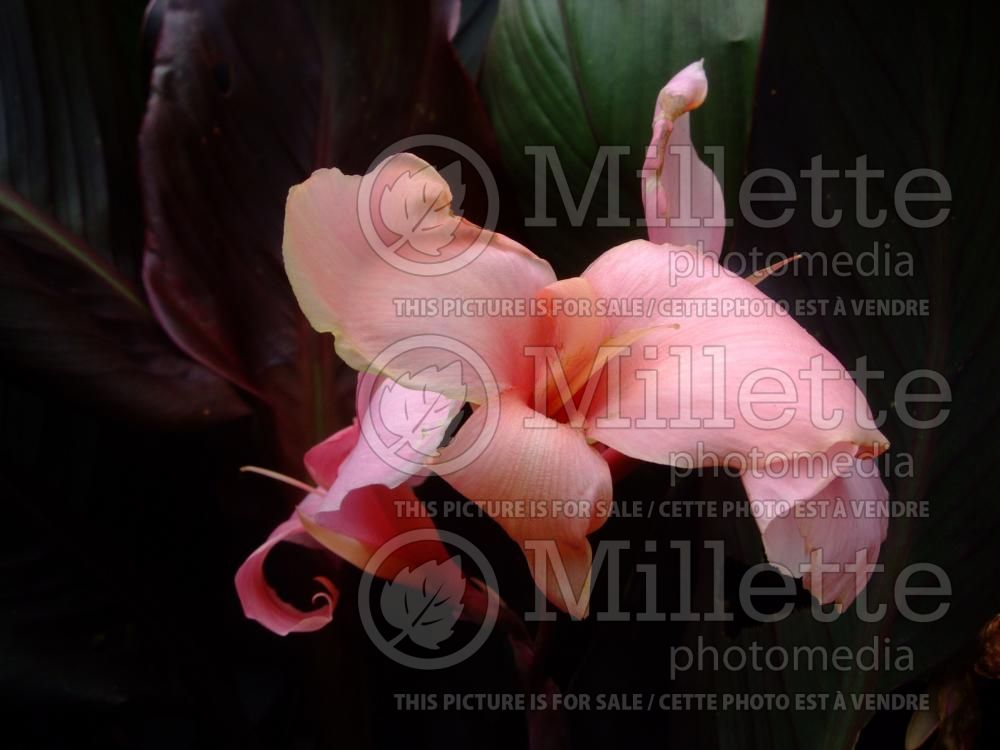 Canna Baby Girl Pink (Canna Lily) 1