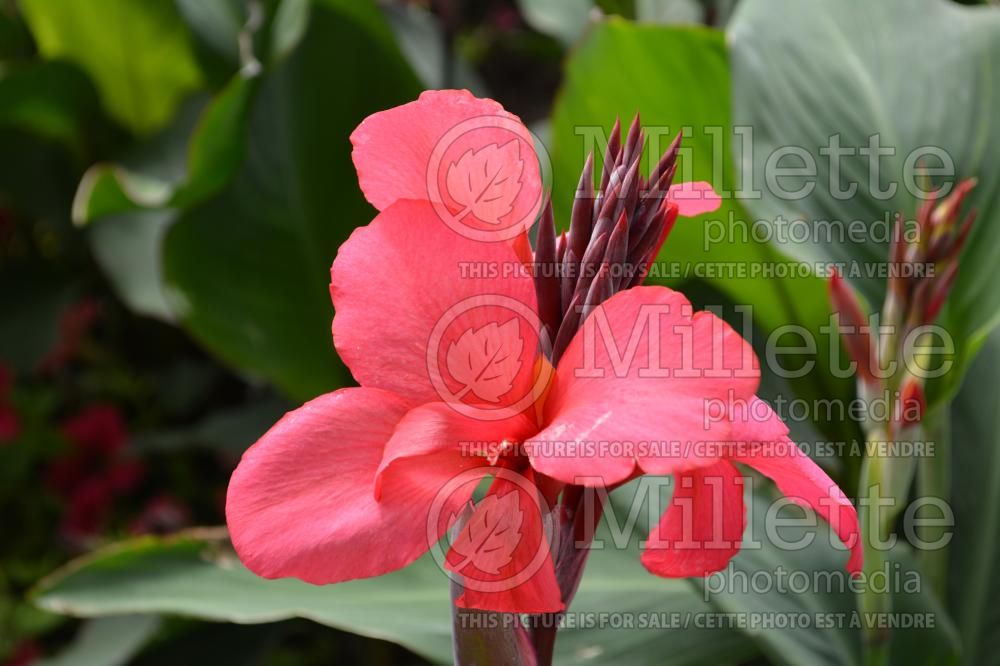 Canna Cannova Rose (Canna Lily) 2