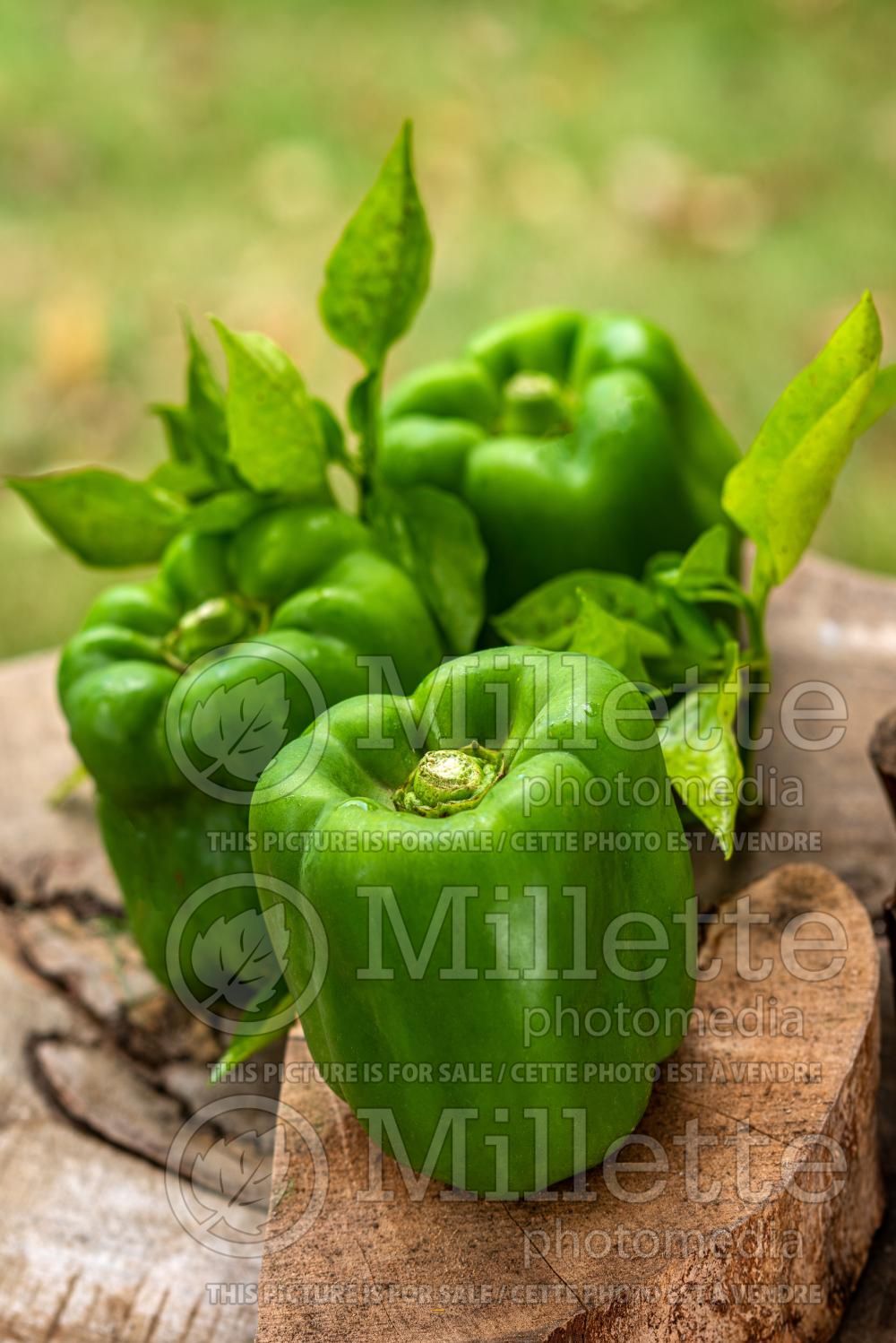 Capsicum California Wonder (pepper vegetable – poivron piment) 4