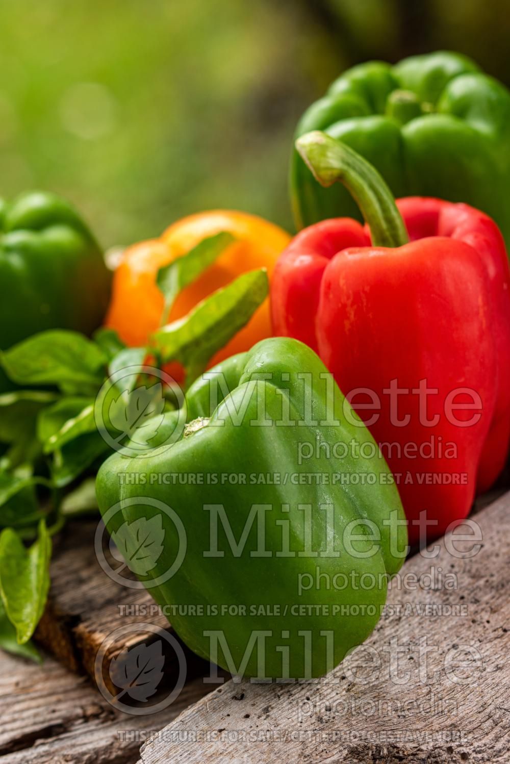 Capsicum California Wonder (pepper vegetable – poivron piment) 5