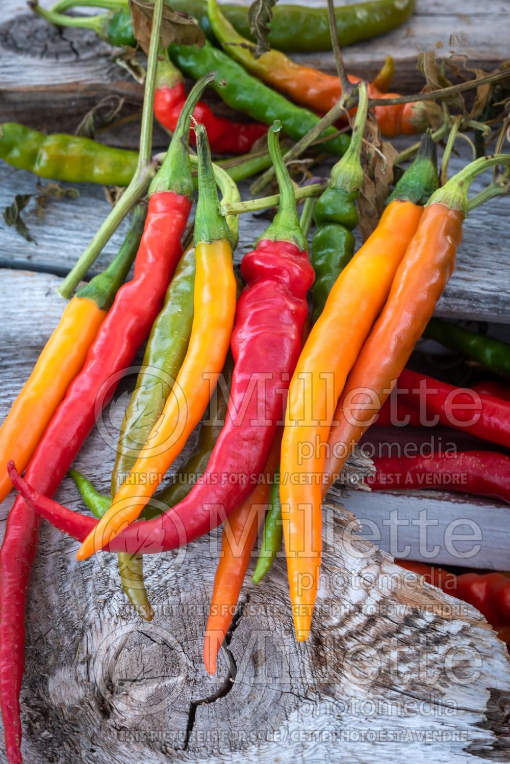 Capsicum Cayenne (pepper vegetable – poivron piment) 1