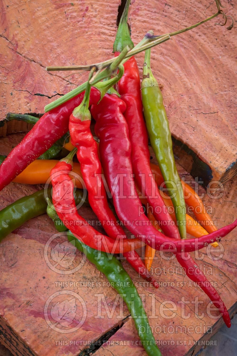 Capsicum Cayenne (pepper vegetable – poivron piment) 3