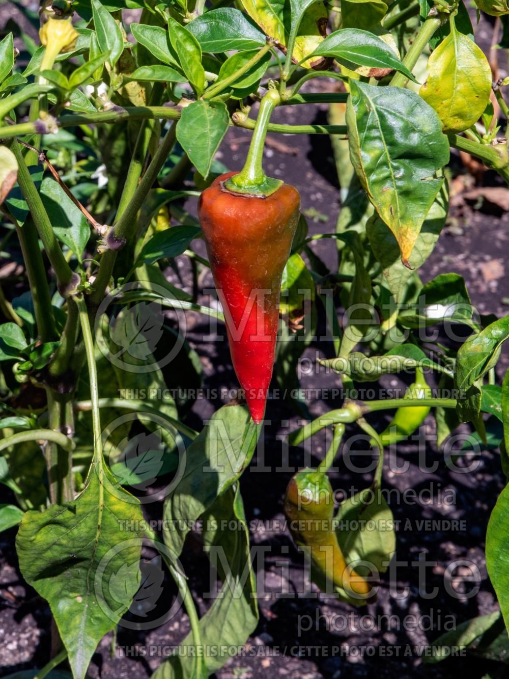Capsicum Cyklon (pepper vegetable – poivron piment) 1