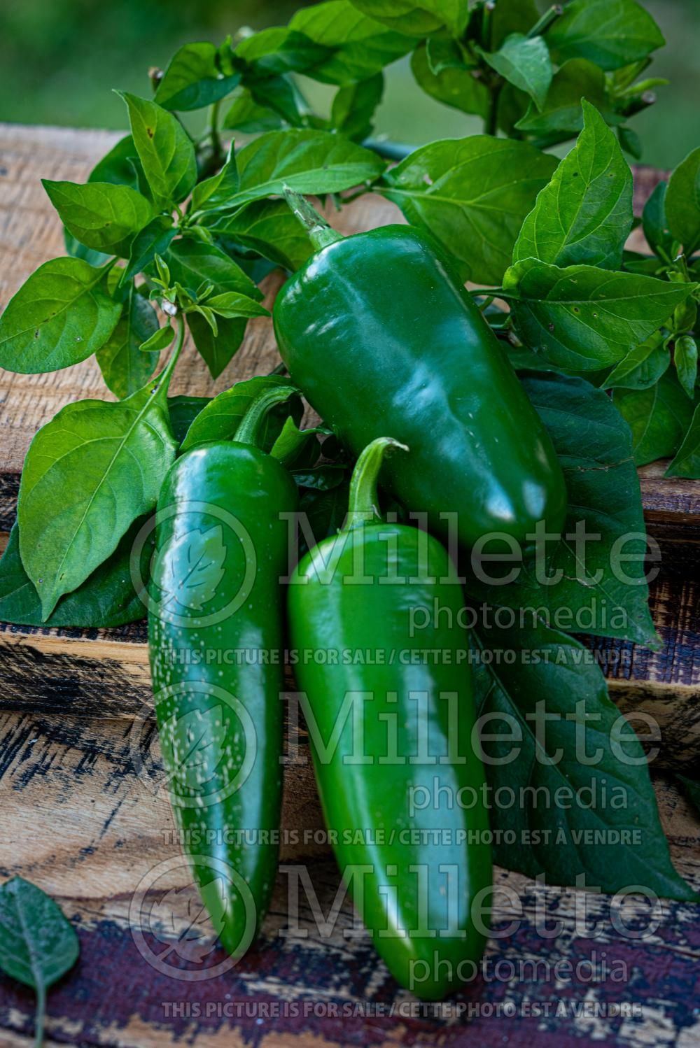 Capsicum Jalapeno (pepper vegetable – poivron piment) 5