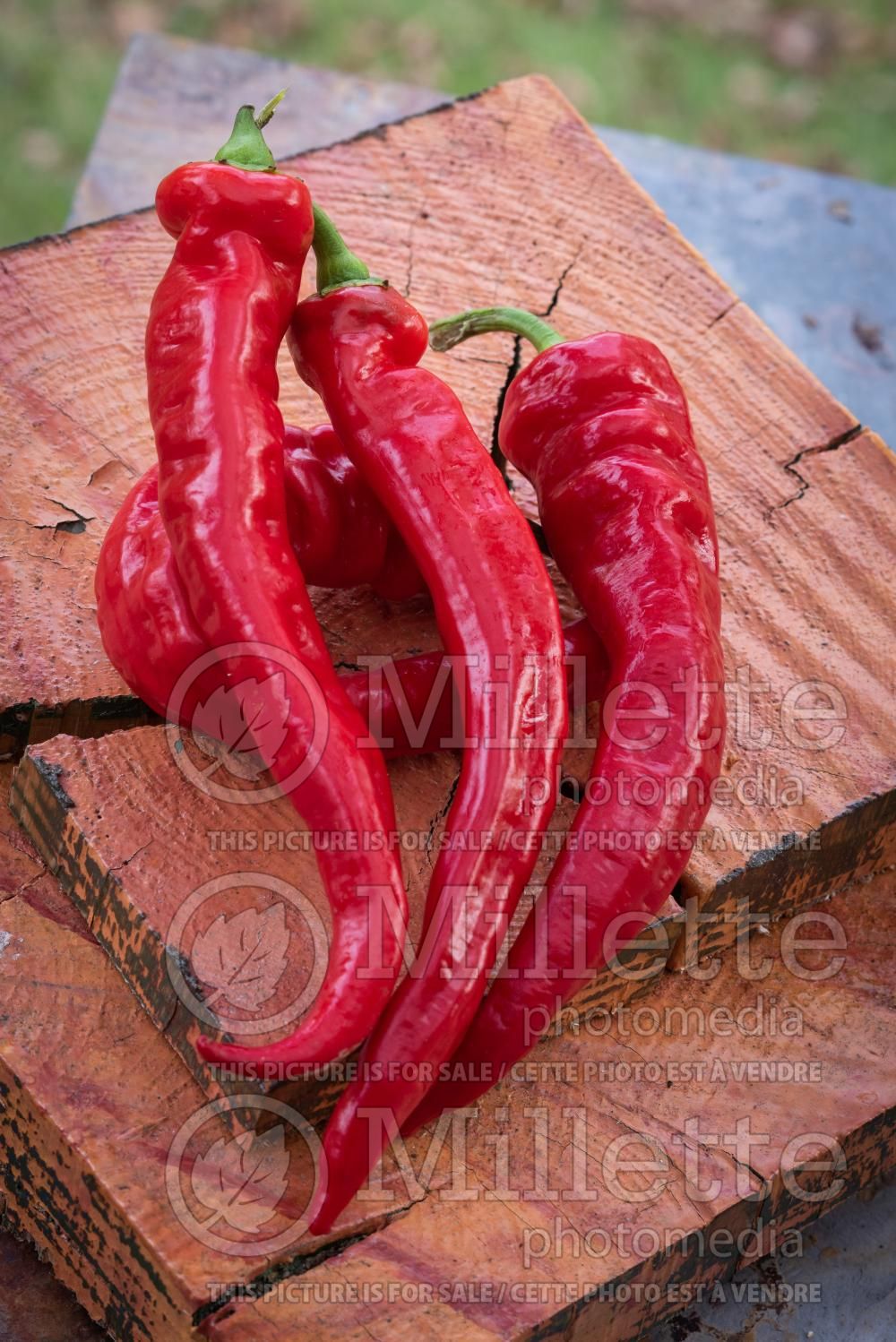 Capsicum Jimmy Nardello (pepper vegetable – poivron piment) 2
