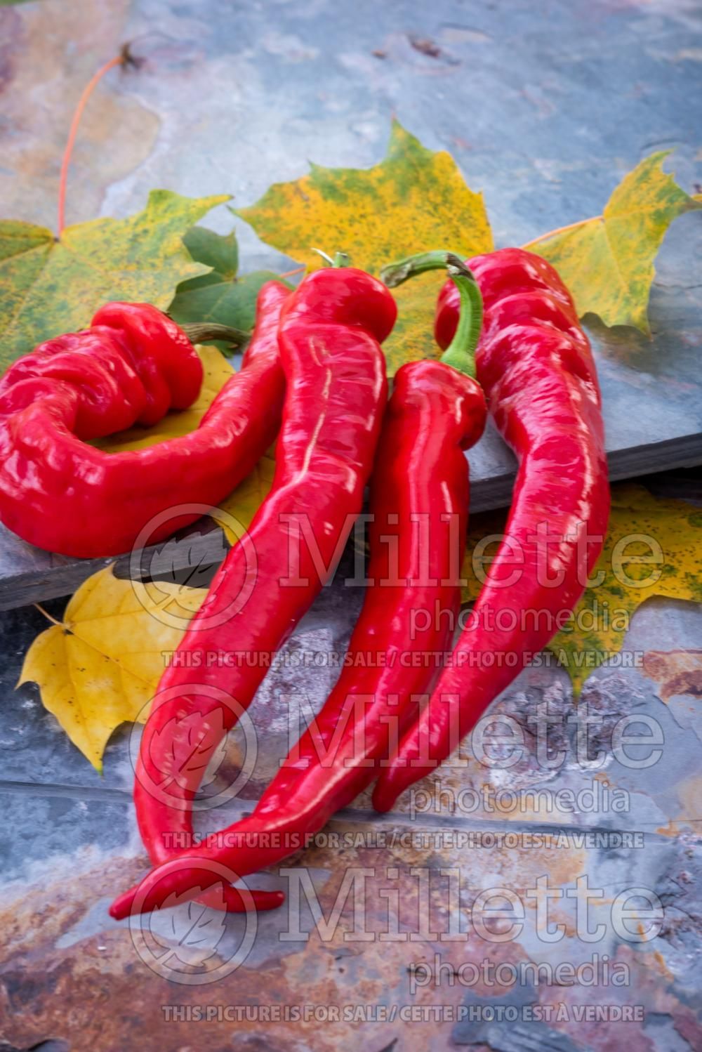 Capsicum Jimmy Nardello (pepper vegetable – poivron piment) 3