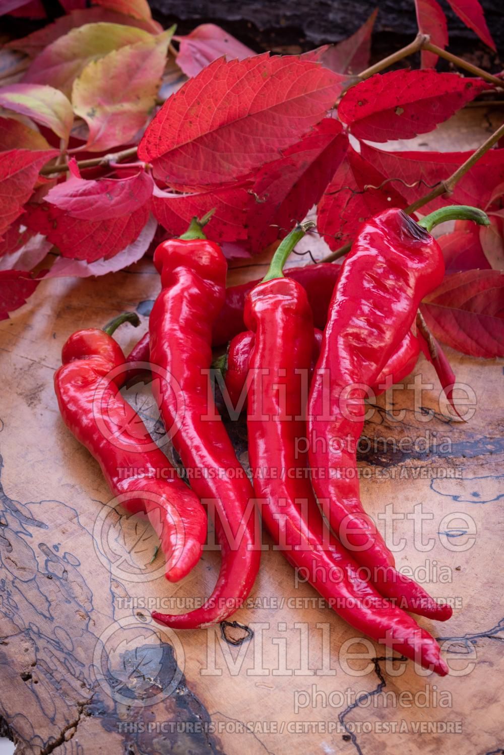Capsicum Jimmy Nardello (pepper vegetable – poivron piment) 4