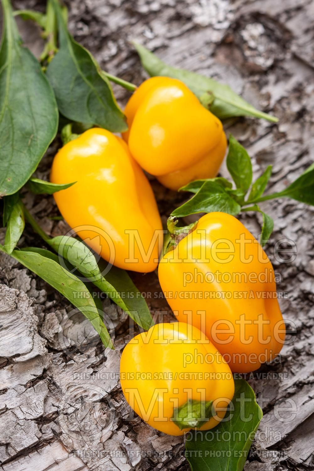 Capsicum annuum (Yellow pepper vegetable – poivron piment) 3
