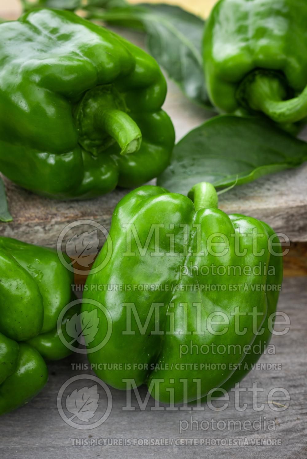 Capsicum annuum (Green pepper vegetable – poivron piment) 5