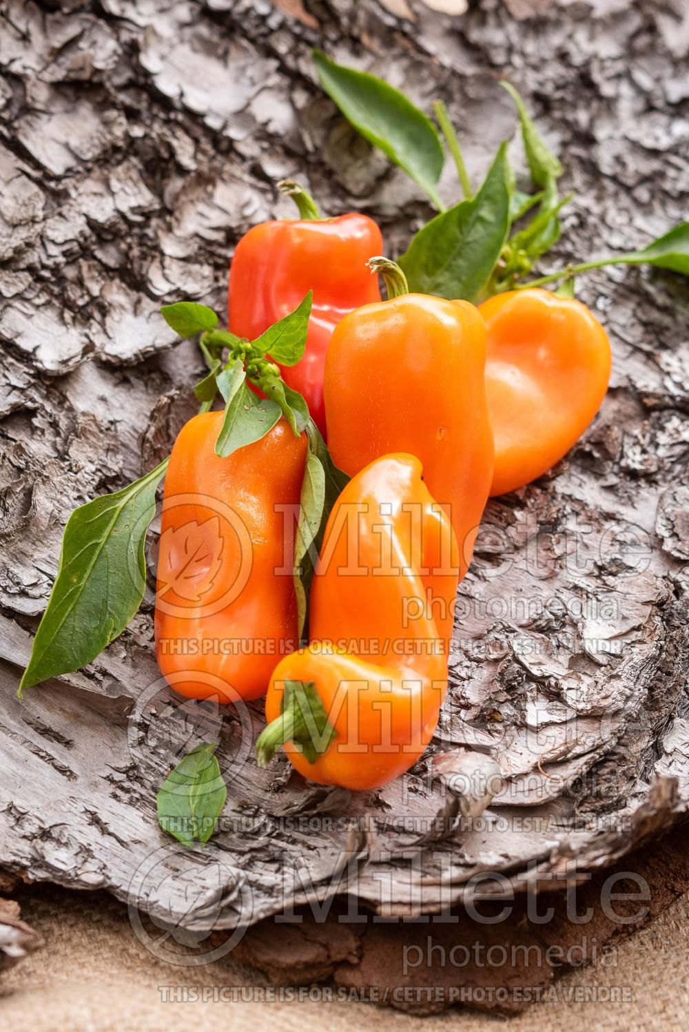Capsicum Lunchbox Orange (pepper vegetable – poivron piment) 1