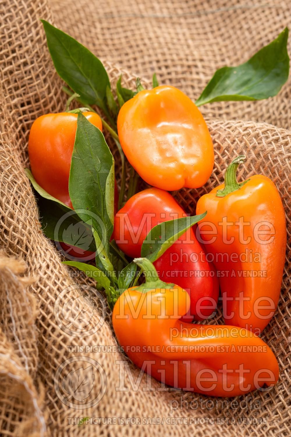 Capsicum Lunchbox Orange (pepper vegetable – poivron piment) 2