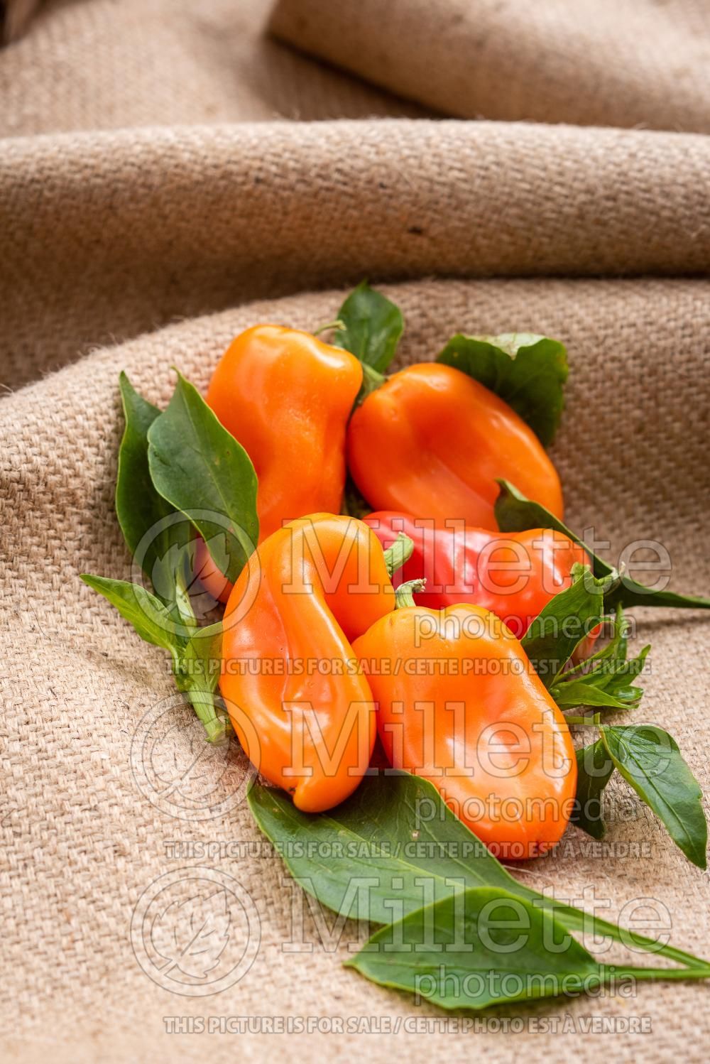 Capsicum Lunchbox Orange (pepper vegetable – poivron piment) 3