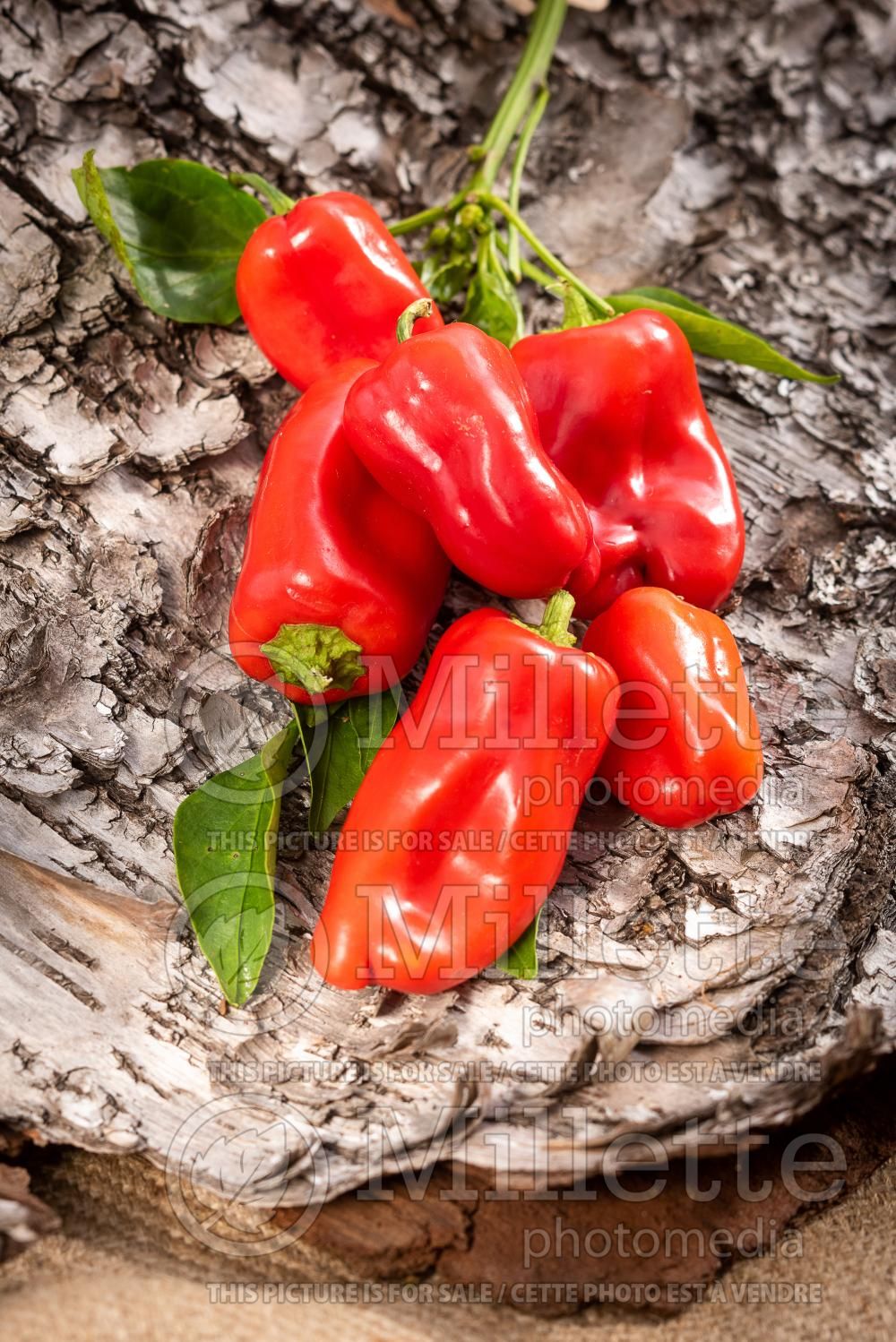 Capsicum Lunchbox Red (pepper vegetable – poivron piment) 2