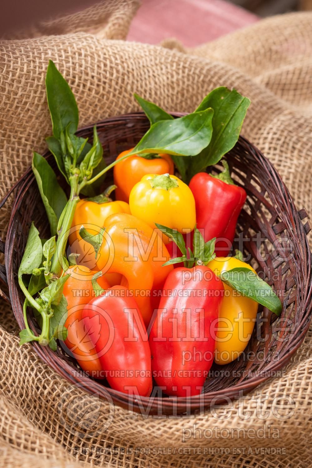 Capsicum annuum - Pepper Mix (Pepper) 8