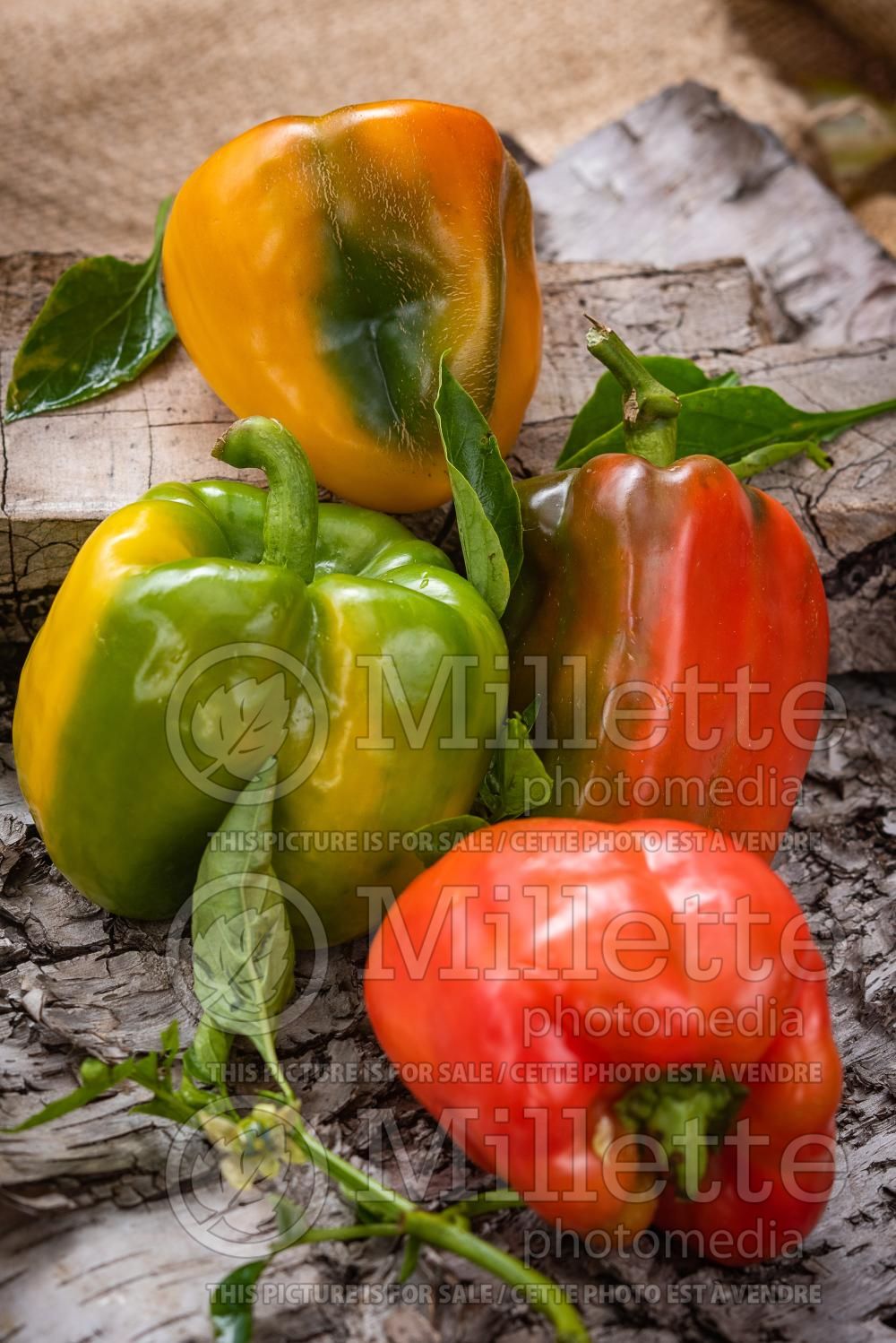 Capsicum annuum - Pepper Mix (Pepper) 11