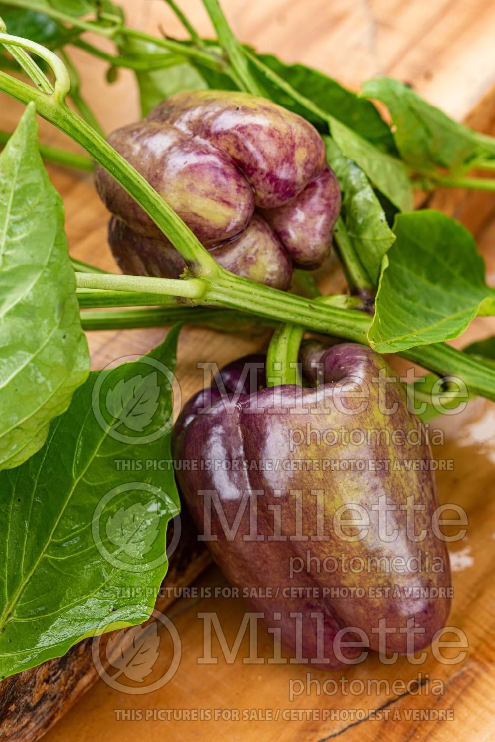 Capsicum Pinot Noir (pepper vegetable – poivron piment) 3