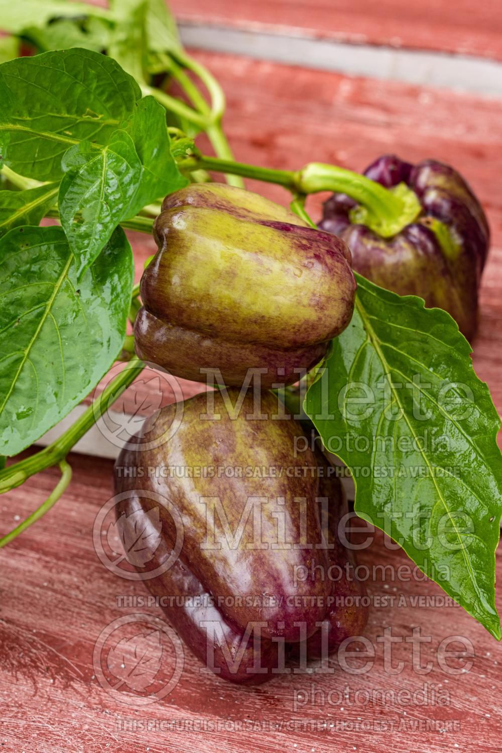 Capsicum Pinot Noir (pepper vegetable – poivron piment) 2
