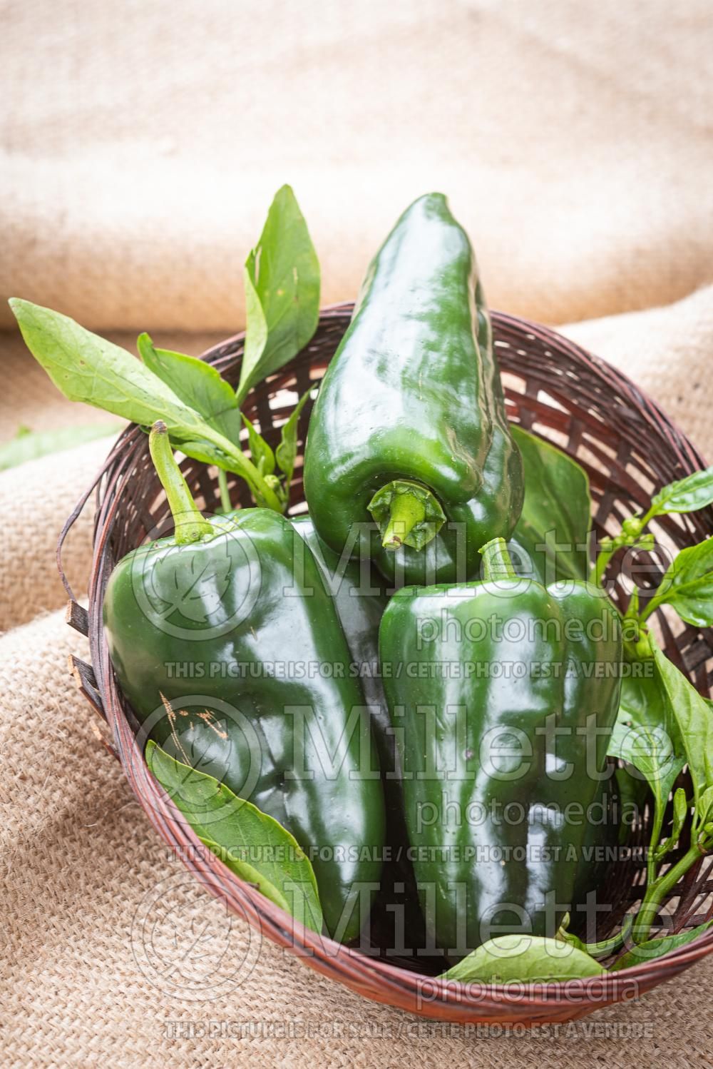 Capsicum Poblano (pepper vegetable – poivron piment) 5