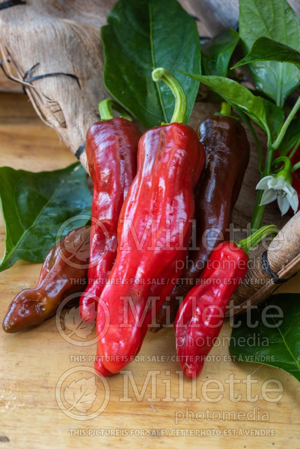 Capsicum Red Rocket (pepper vegetable – poivron piment) 1