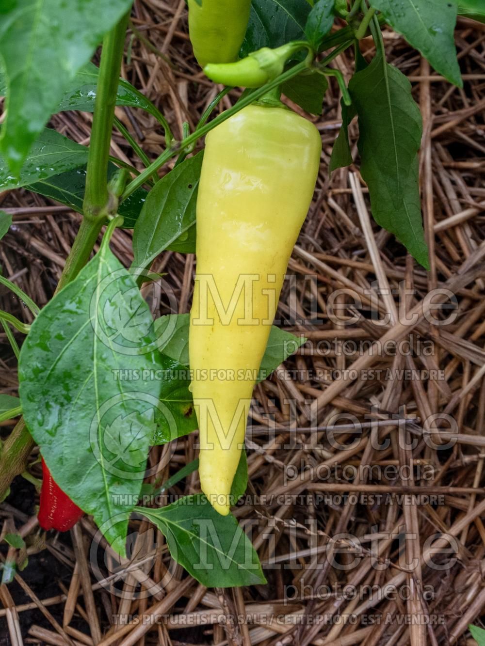 Capsicum Sweet Banana (Sweet Hungarian Pepper vegetable) 2