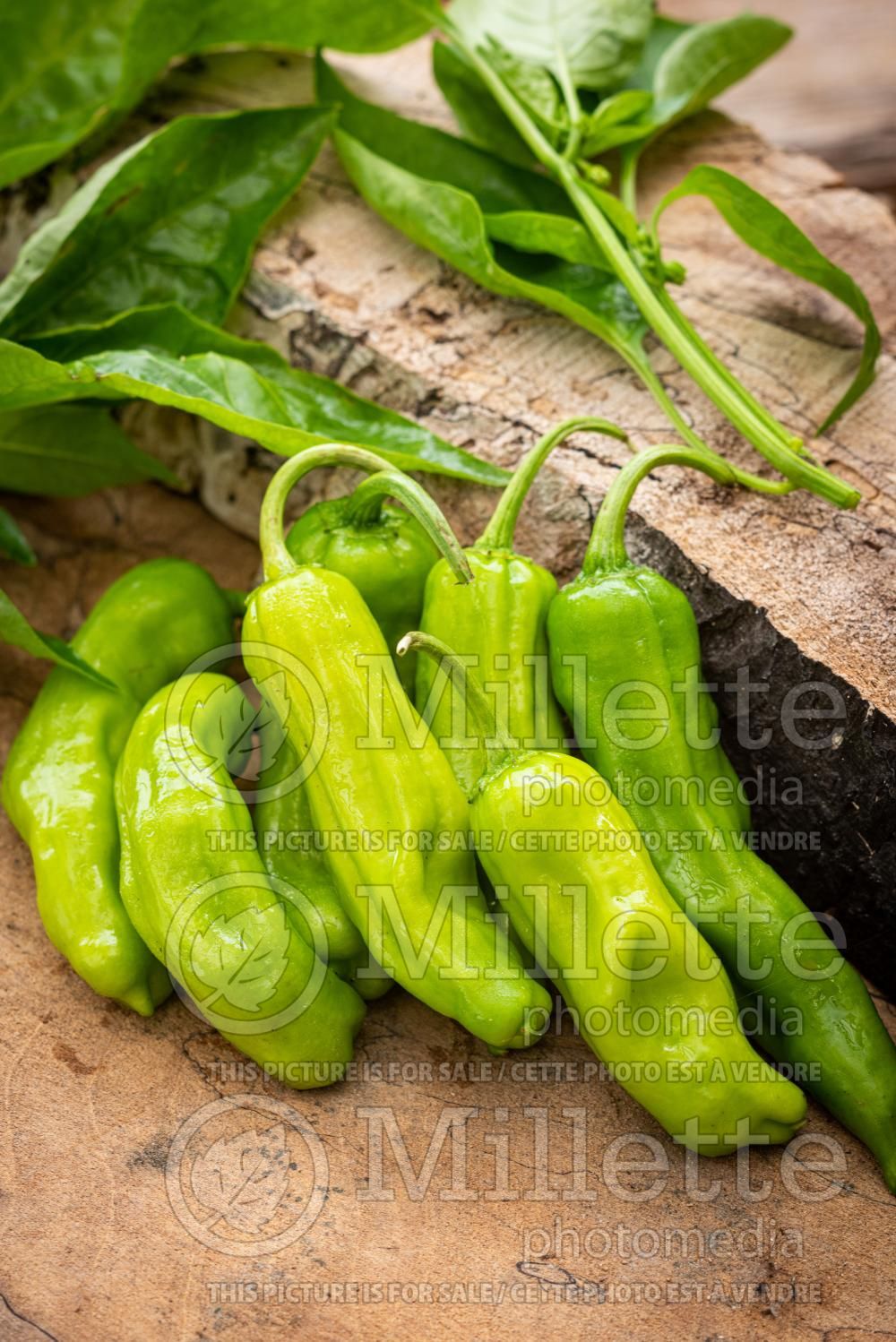 Capsicum annuum var. grossum (Shishito peppers - lion's chili pepper vegetable – poivron piment) 1