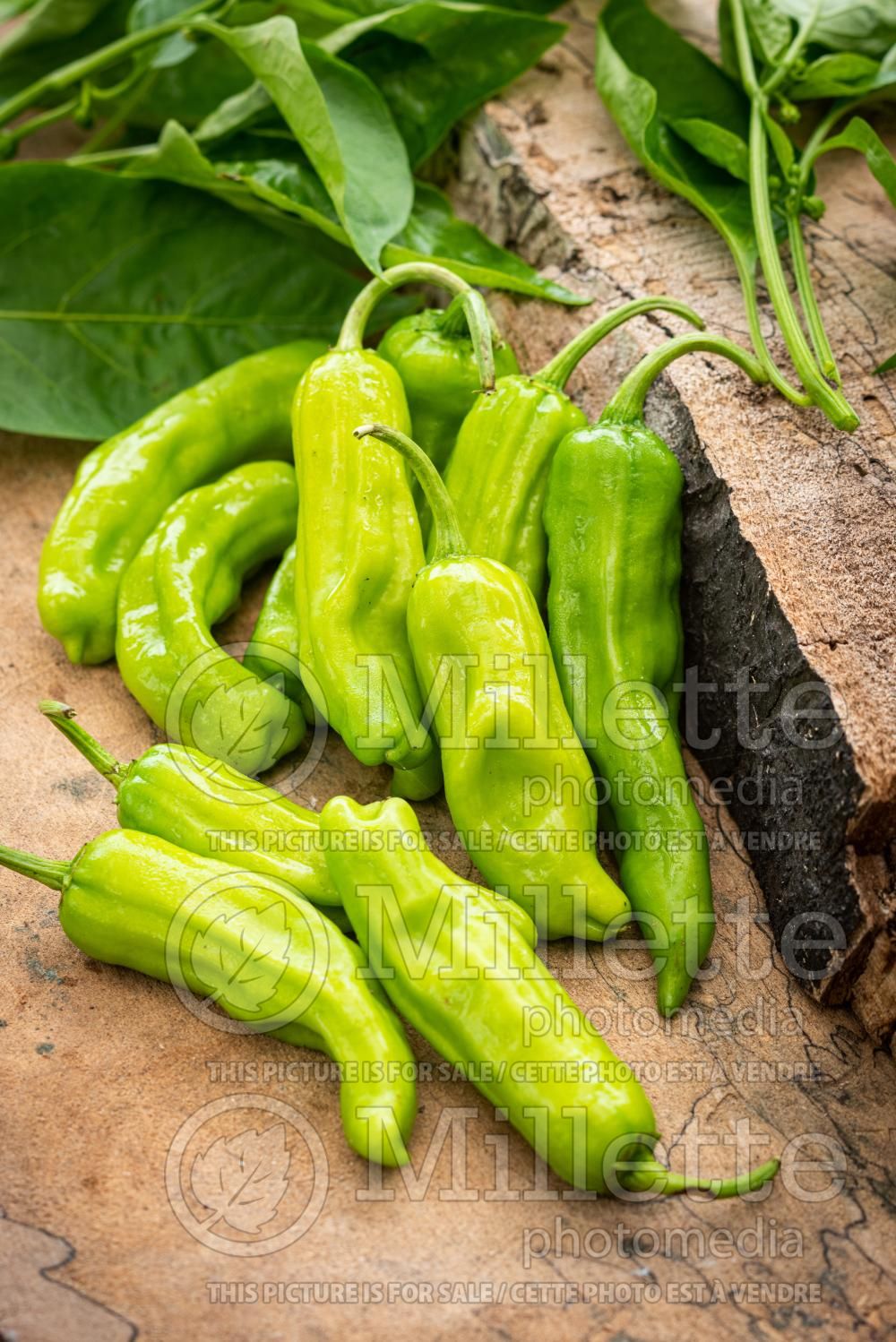 Capsicum annuum var. grossum (Shishito peppers - lion's chili pepper vegetable – poivron piment) 2