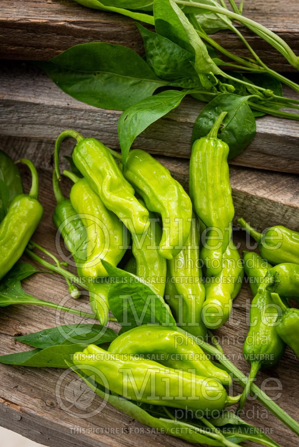Capsicum annuum var. grossum (Shishito peppers - lion's chili pepper vegetable – poivron piment) 3