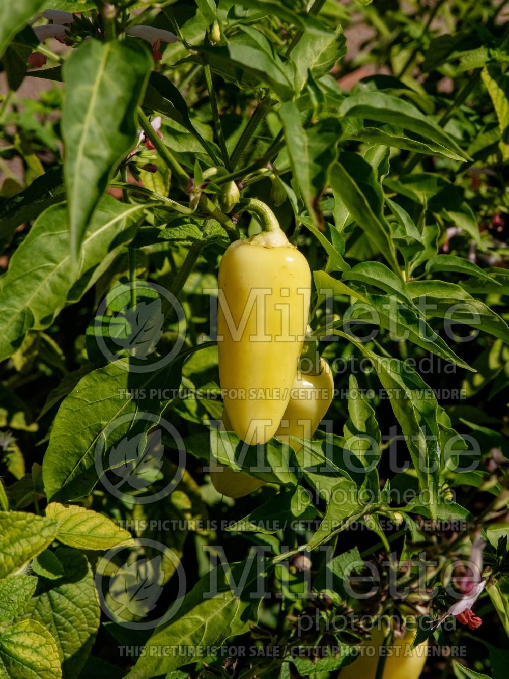Capsicum Wenk's Yellow Hot (pepper vegetable – poivron piment) 1