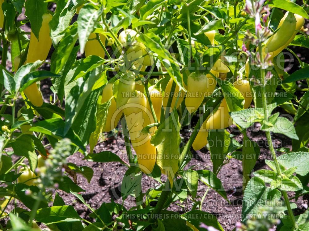 Capsicum Wenk's Yellow Hot (pepper vegetable – poivron piment) 2