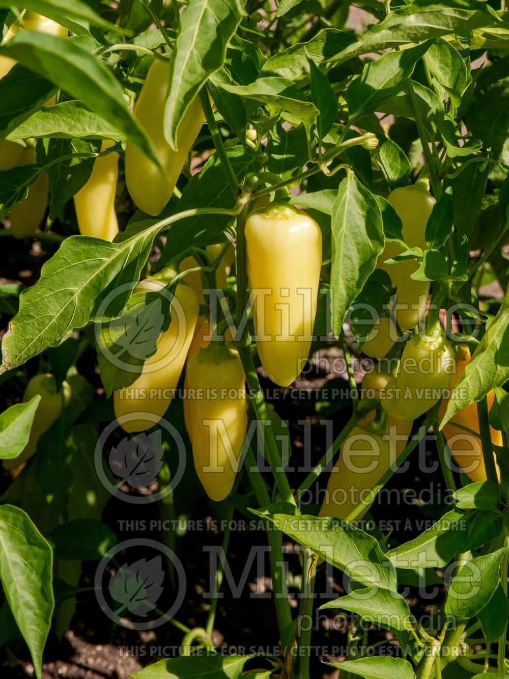 Capsicum Wenk's Yellow Hot (pepper vegetable – poivron piment) 3