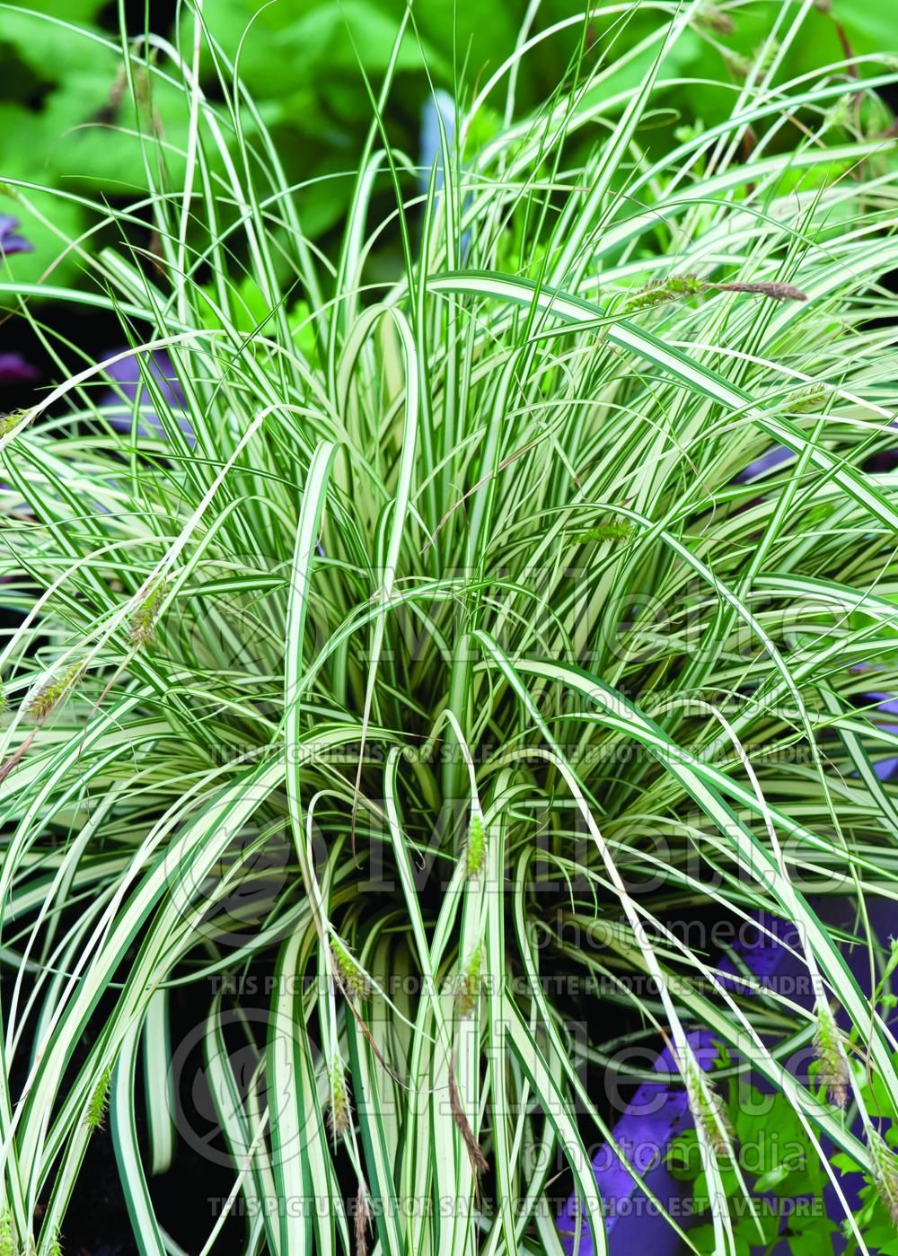 Carex Evergold (Sedge Ornamental Grass) 14