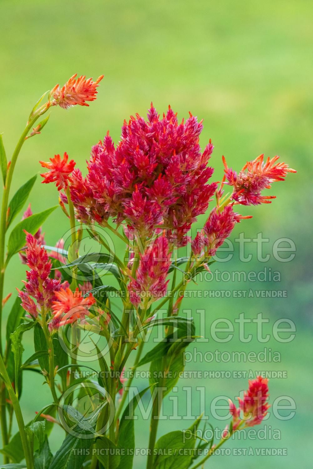 Celosia Floriosa Red (Cockscomb) 2