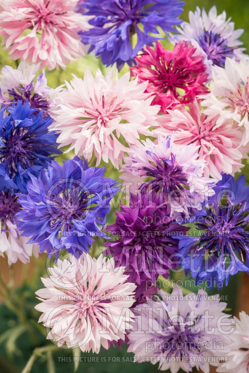 Centaurea cyanus Mixed (Bachelor's Button Mountain Cornflower, Knapweed) 1