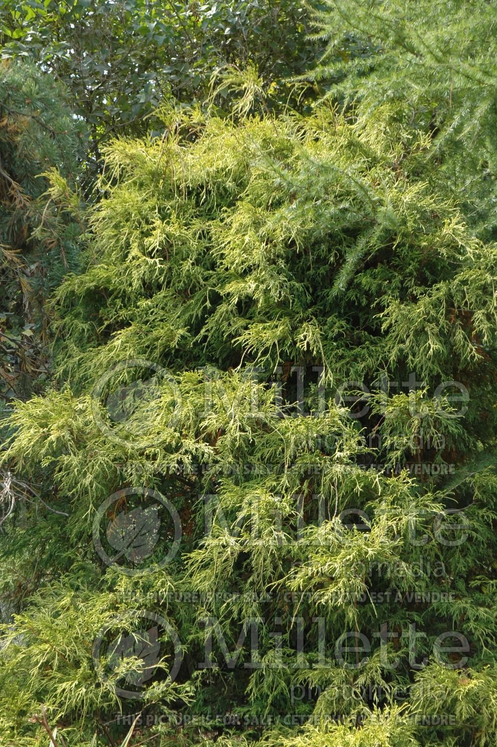 Chamaecyparis Lemon Thread (Sawara False Cypress conifer) 12