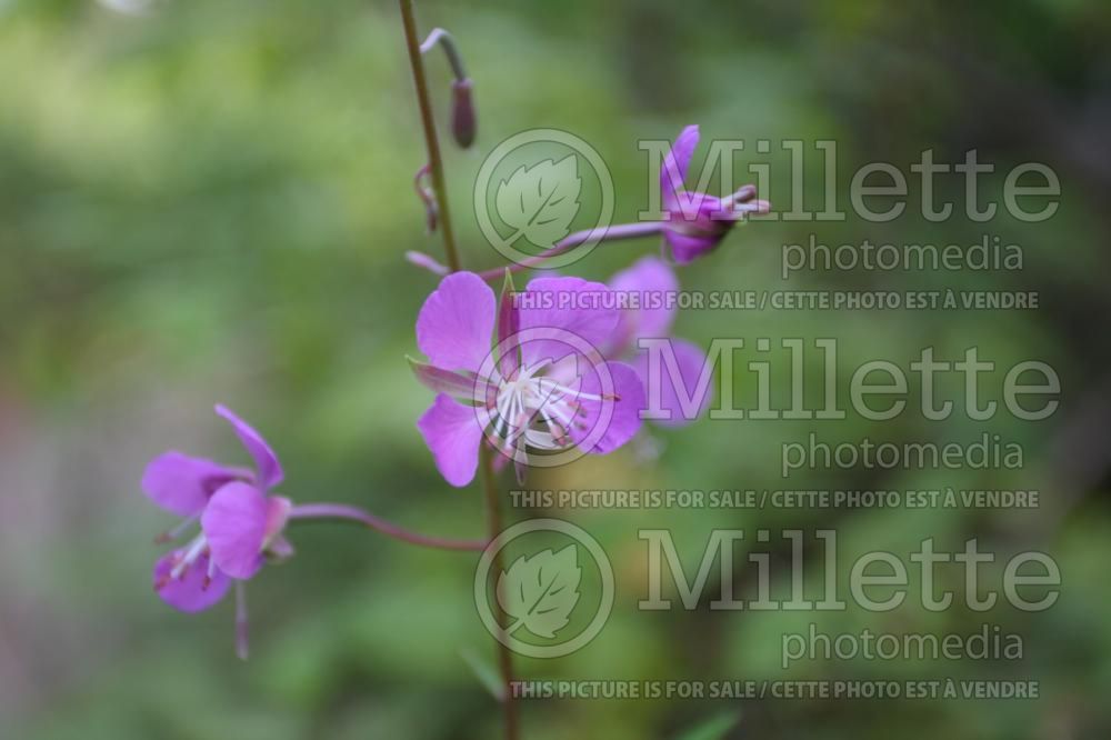 Chamaenerion angustifolium aka Epilobium angustifolium (Fireweed) 8