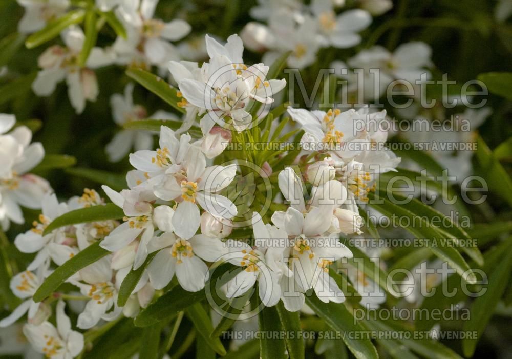 Choisya Aztec Pearl (Mexican orange blossom) 5