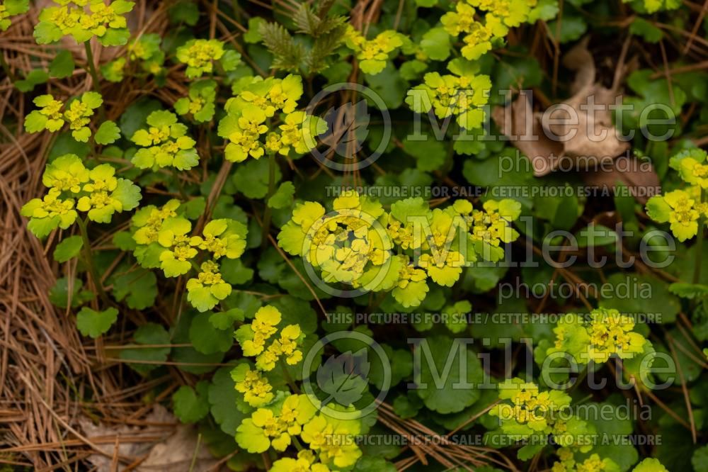 Chrysoplenium sp (Golden saxifrage) 1