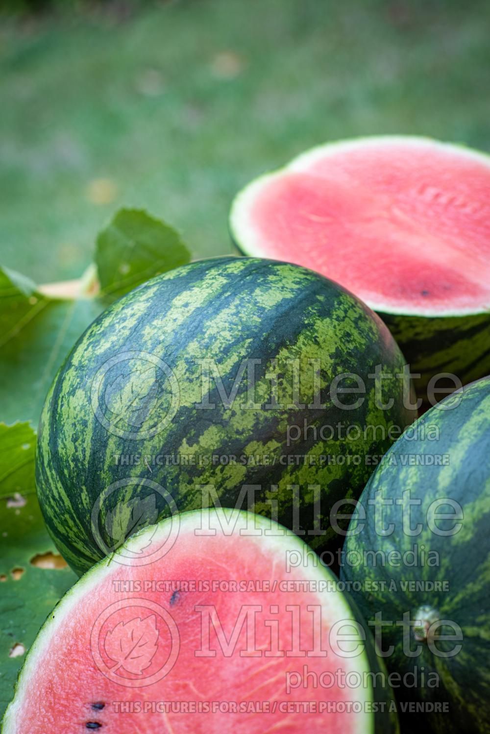 Citrullus Crimson Sweet (Watermelon) 6