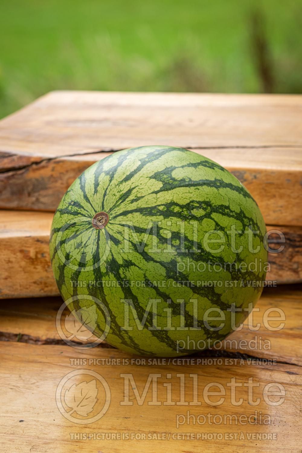 Citrullus lanatus (Watermelon vegetable - melon) 5