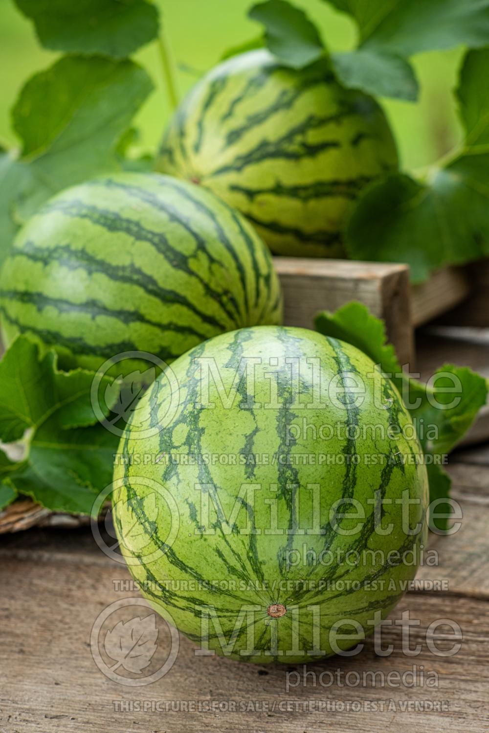 Citrullus lanatus (Watermelon vegetable - melon) 4