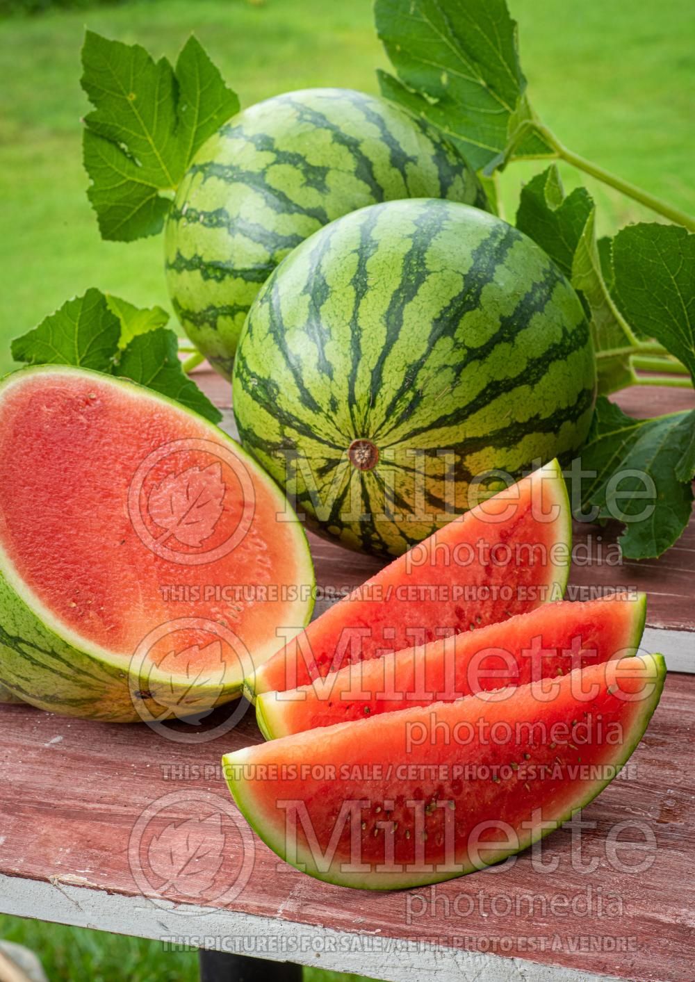 Citrullus lanatus (Watermelon vegetable - melon) 6