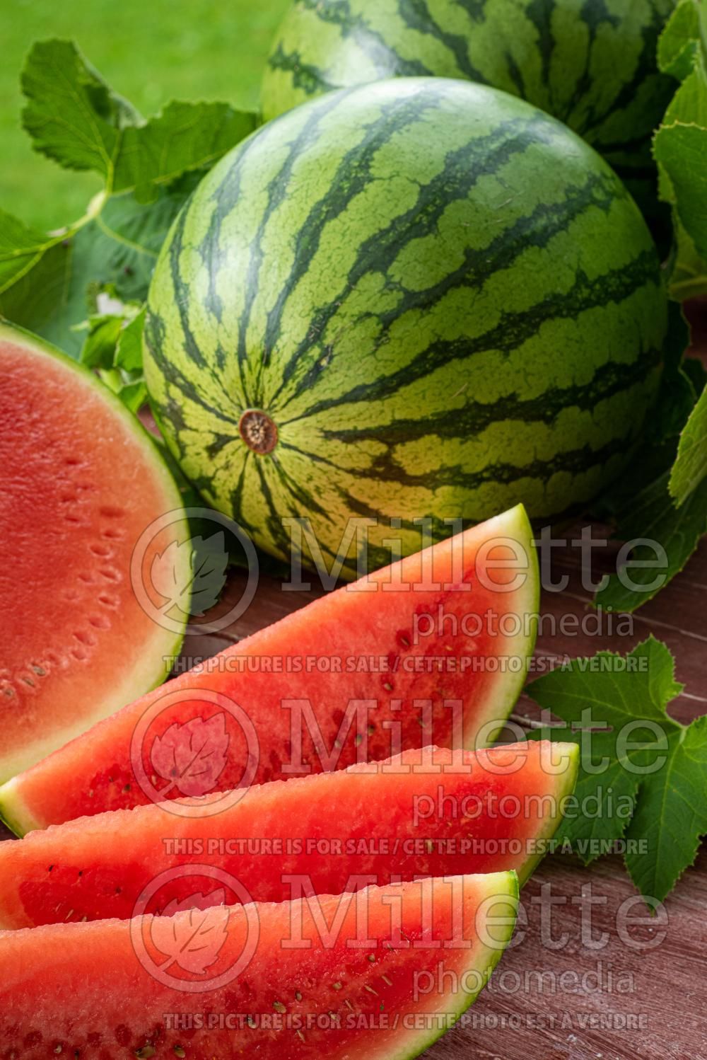 Citrullus lanatus (Watermelon vegetable - melon) 7