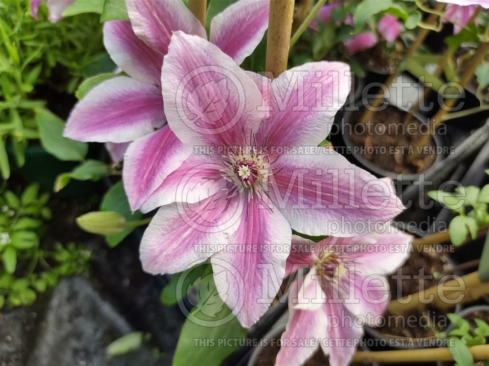 Clematis Carnaby (Clematis) 3