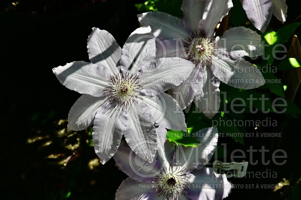 Clematis Blue Moon aka Clair de Lune (Clematis) 3
