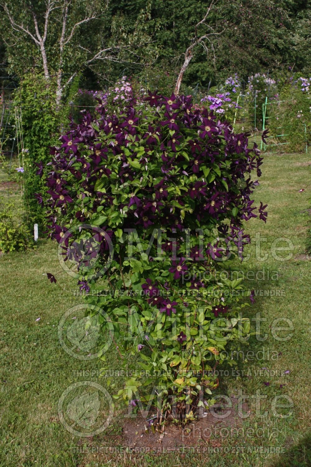 Clematis Romantika (Clematis) 2
