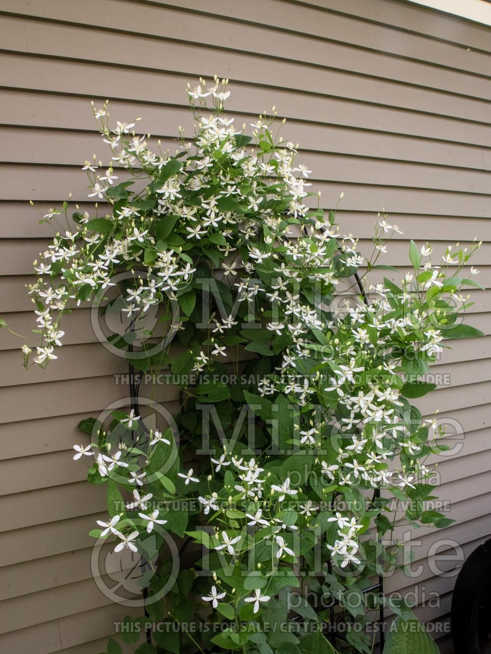 Clematis terniflora (sweet autumn virginsbower) 4